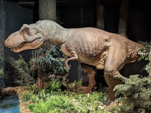 Rhino Rooter knows that just like exploring giant dinos in a museum, fixing drains means working through tricky problems.