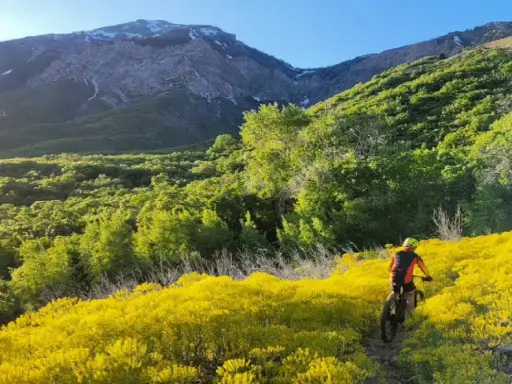 A person enjoys mountain biking on a trail surrounded by wildflowers and hills under a clear sky.