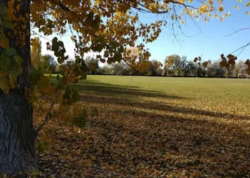 A tree stands tall in a field, showing the way Rhino Rooter’s hydro jetting clears pipes efficiently.