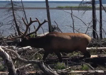 A strong elk moves quietly through a wooded area near water, showing the calm and strength of Rhino Rooter’s trenchless sewer pipe repair.